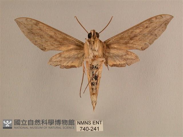 背線天蛾藏品圖，第2張