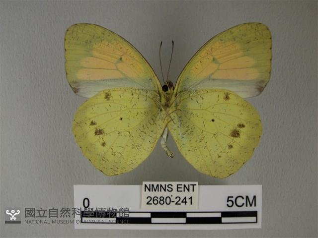 異粉蝶、雌白黃蝶藏品圖，第2張