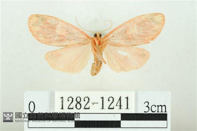 三色豔苔蛾藏品圖，第2張