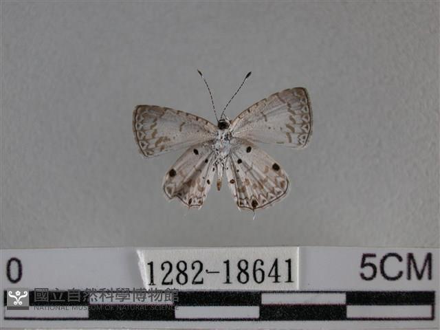 黑星灰蝶藏品圖，第2張