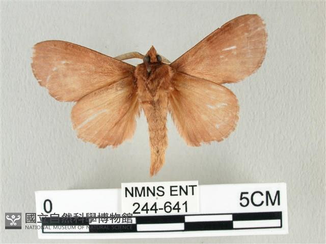 馬尾松枯葉蛾藏品圖，第2張