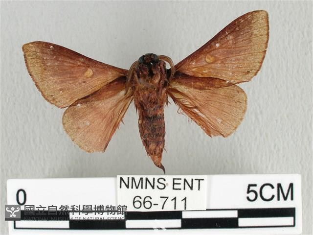 月斑枯葉蛾藏品圖，第2張