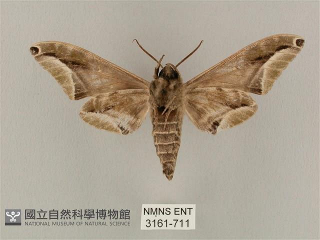 白點天蛾 藏品圖，第2張