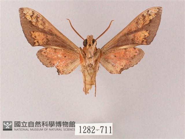 雙斑白肩天蛾藏品圖，第2張