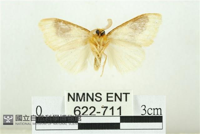 寬紋黃毒蛾藏品圖，第2張