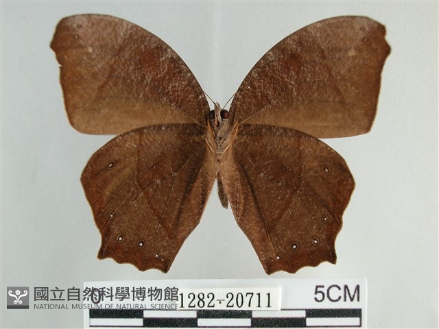 森林暮眼蝶、黑樹蔭蝶藏品圖，第2張