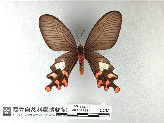 多姿麝鳳蝶藏品圖，第2張