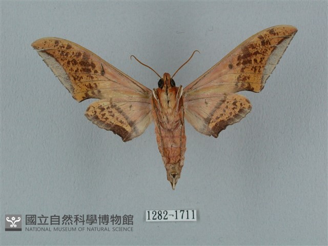 廣東鷹翅天蛾藏品圖，第2張
