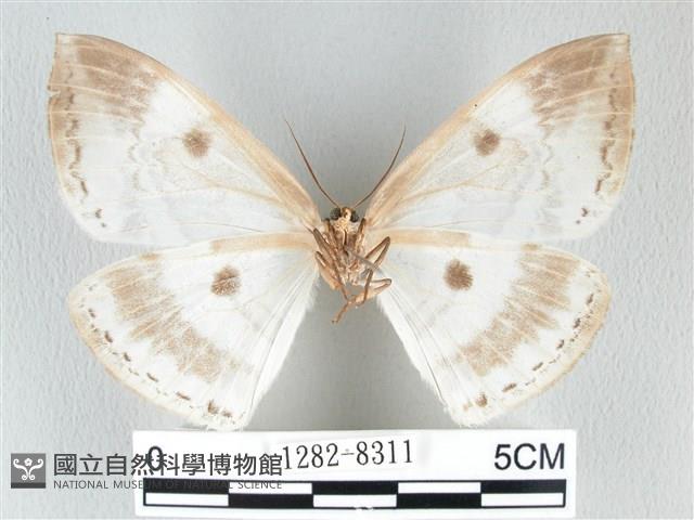 圓翅大鉤蛾藏品圖，第2張