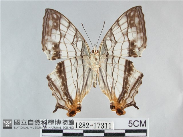 網絲蛺蝶、石牆蝶藏品圖，第2張