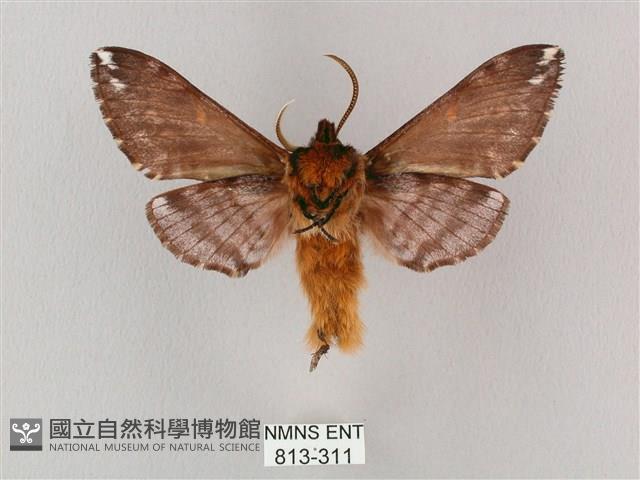 井上氏絨毛天蛾藏品圖，第2張