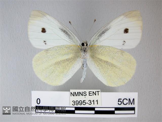 白粉蝶、紋白蝶藏品圖，第2張