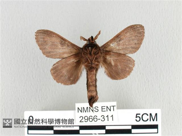 大斑Y毛蟲藏品圖，第2張