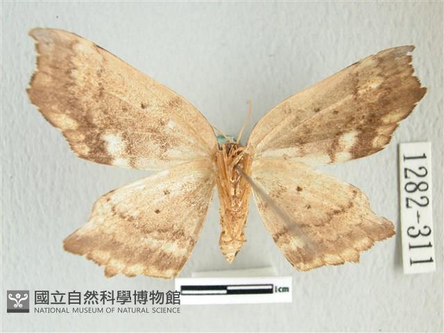 凹角鉤蛾藏品圖，第2張