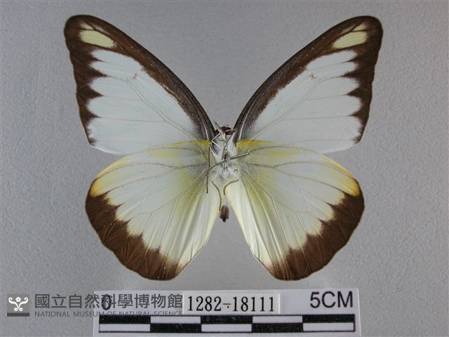 異色尖粉蝶藏品圖，第2張