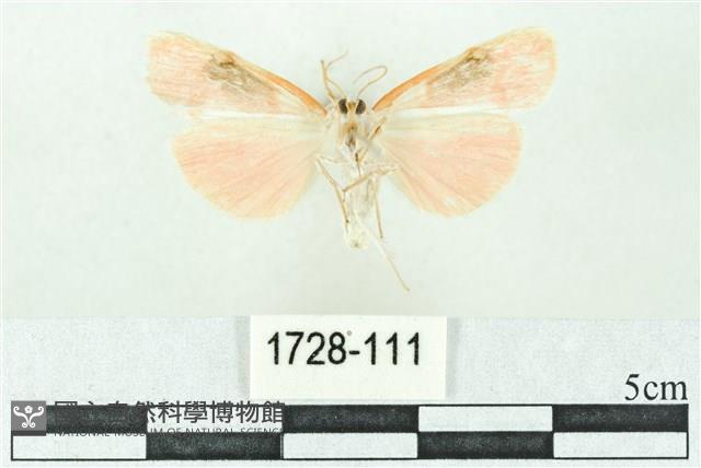 臺雪苔蛾藏品圖，第2張