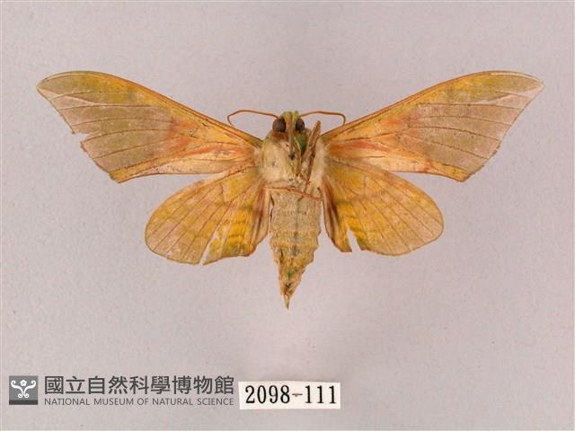 榆綠天蛾藏品圖，第2張