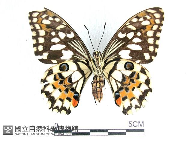 花鳳蝶、無尾鳳蝶藏品圖，第2張