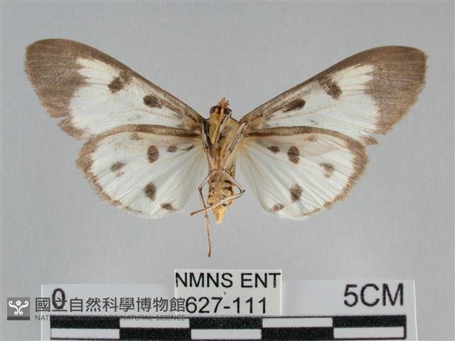 長斑擬燈蛾藏品圖，第2張