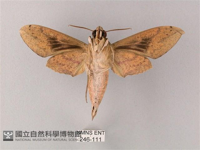 間斷斜紋天蛾藏品圖，第2張