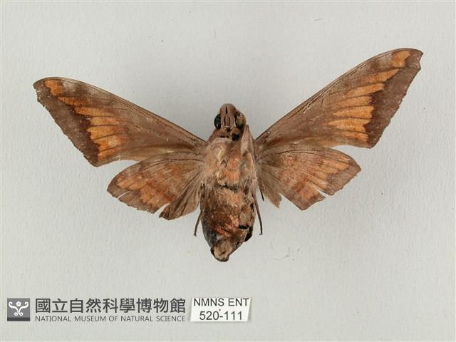 全緣缺角天蛾藏品圖，第2張