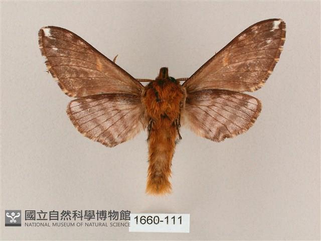 井上氏絨毛天蛾藏品圖，第2張