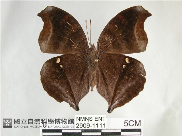 黯眼蛺蝶藏品圖，第2張