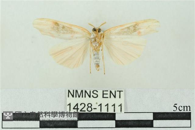 臺雪苔蛾藏品圖，第2張