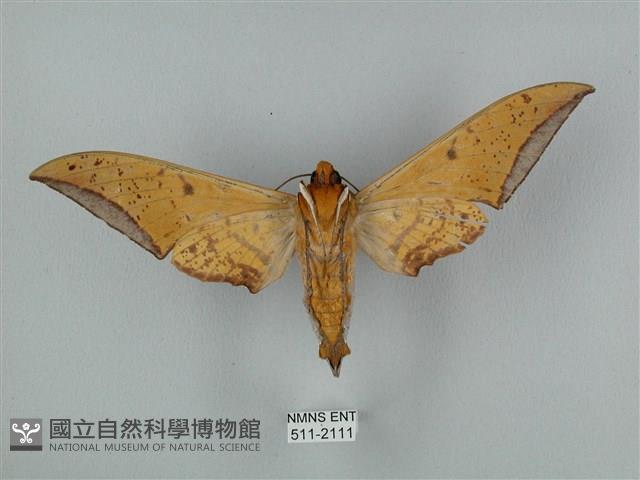 圓斑鷹翅天蛾藏品圖，第2張