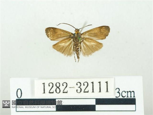 叉紋閃舞蛾藏品圖，第2張