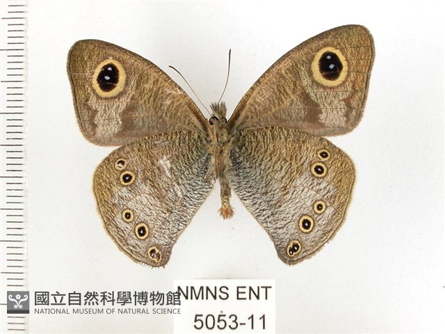 白漪波眼蝶藏品圖，第2張