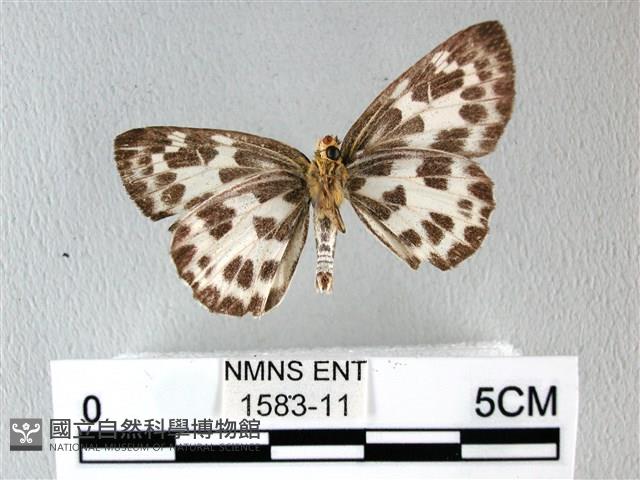 白弄蝶藏品圖，第2張