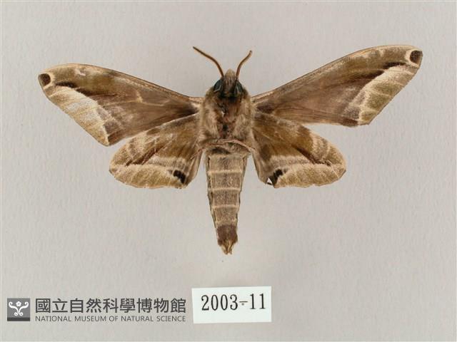 白點天蛾 藏品圖，第2張