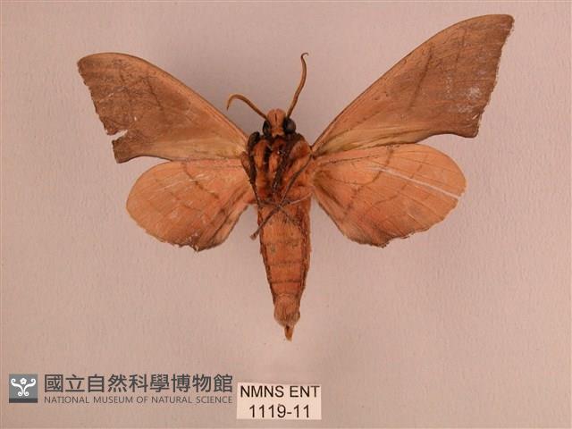 直翅六點天蛾藏品圖，第2張