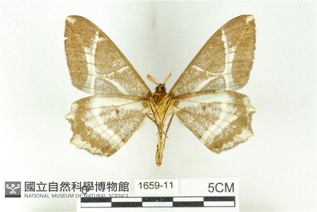 樹形尺蛾藏品圖，第2張