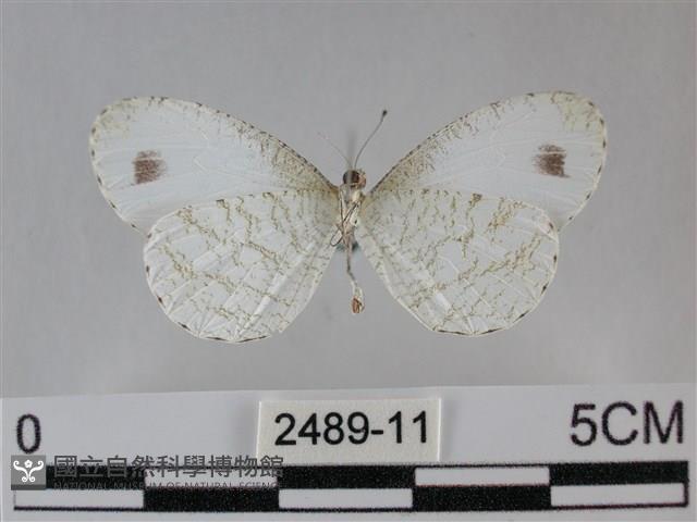 纖粉蝶、黑點粉蝶藏品圖，第2張