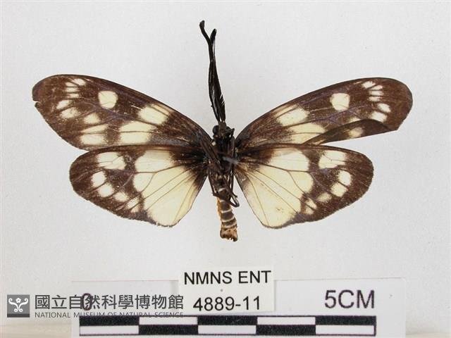 蓬萊茶斑蛾藏品圖，第2張