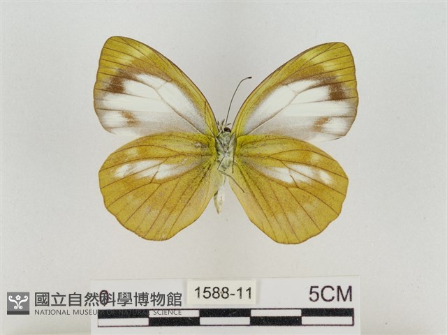 淡褐脈粉蝶藏品圖，第2張