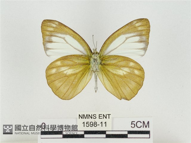 淡褐脈粉蝶藏品圖，第2張