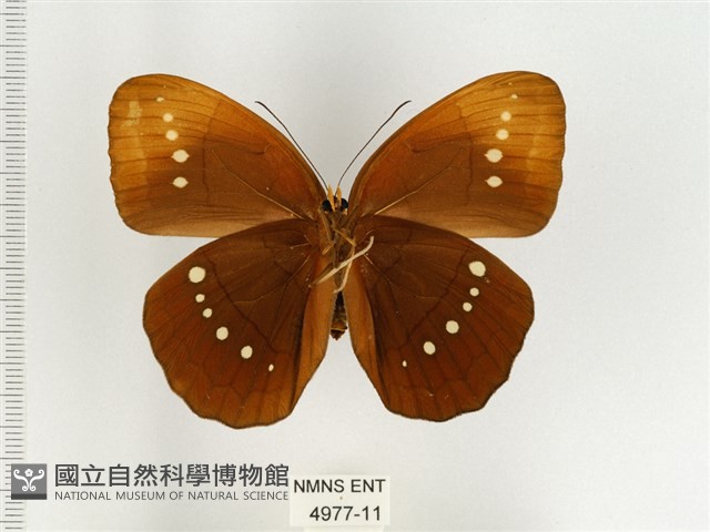 串珠環蝶藏品圖，第2張