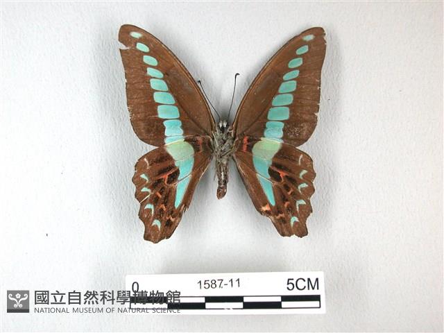 青帶鳳蝶藏品圖，第2張