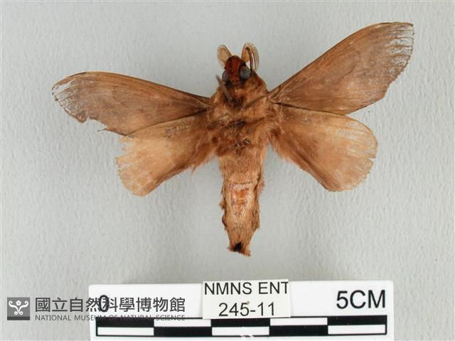 大褐斑枯葉蛾藏品圖，第2張