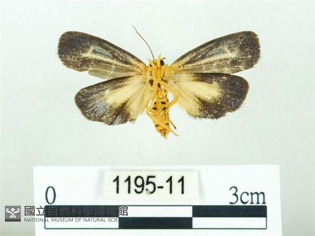 黃肩奇蛾藏品圖，第2張
