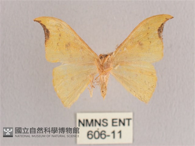 彎黑黃鉤蛾藏品圖，第2張