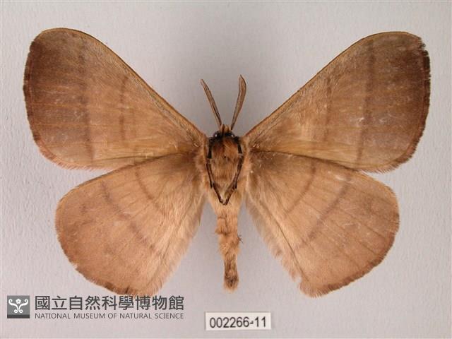 黑胸帶蛾藏品圖，第2張