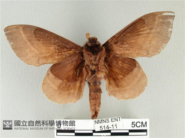 松大毛蟲藏品圖，第2張