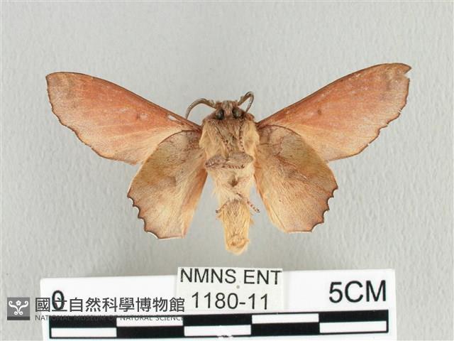 臺灣枯葉蛾藏品圖，第2張