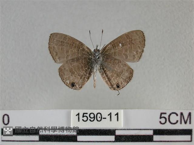 波灰蝶藏品圖，第2張