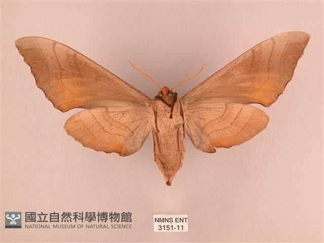 栗六點天蛾藏品圖，第2張