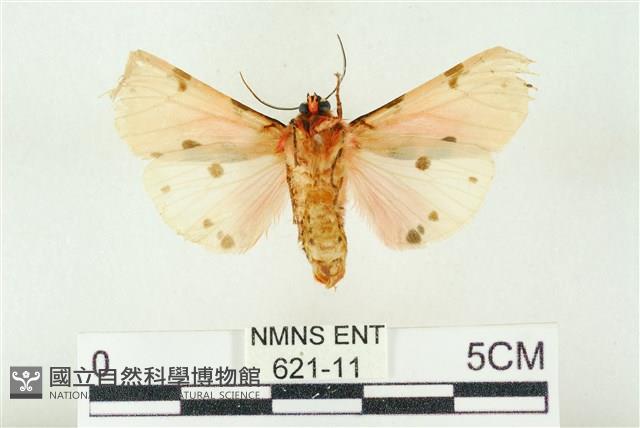 棍棒污燈蛾藏品圖，第2張